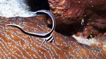 Juvenile Drum